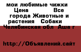 мои любимые чижки › Цена ­ 15 000 - Все города Животные и растения » Собаки   . Челябинская обл.,Аша г.